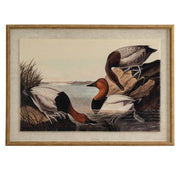 Flora & Fauna Collection Pochards On Linen In Beaded Frame – image 1