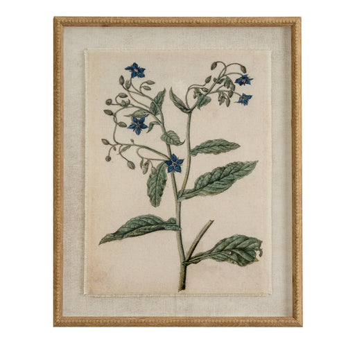 Flora & Fauna Collection Borage On Linen In Beaded Frame – image 1